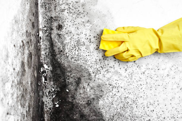 Best Emergency Mold Removal  in Bridgeville, DE