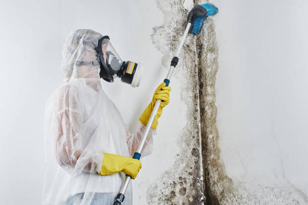 Best Commercial Mold Removal  in Bridgeville, DE