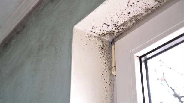 Office Mold Removal Services in Bridgeville, DE