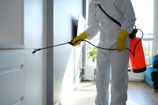 Best Fast Mold Removal  in Bridgeville, DE
