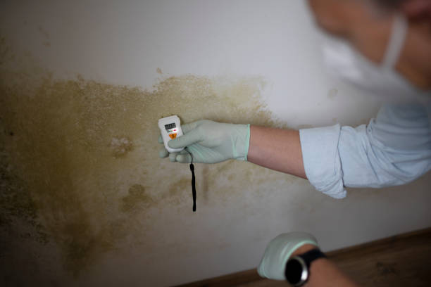Best Professional Mold Removal  in Bridgeville, DE