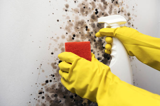 Best Mold Removal Near Me  in Bridgeville, DE