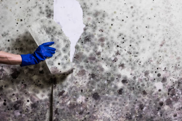 Best Certified Mold Removal  in Bridgeville, DE