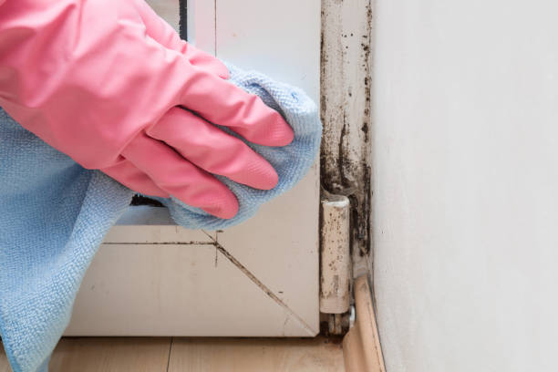 Best Mold Remediation  in Bridgeville, DE